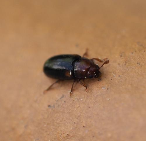 Dacne bipustulata